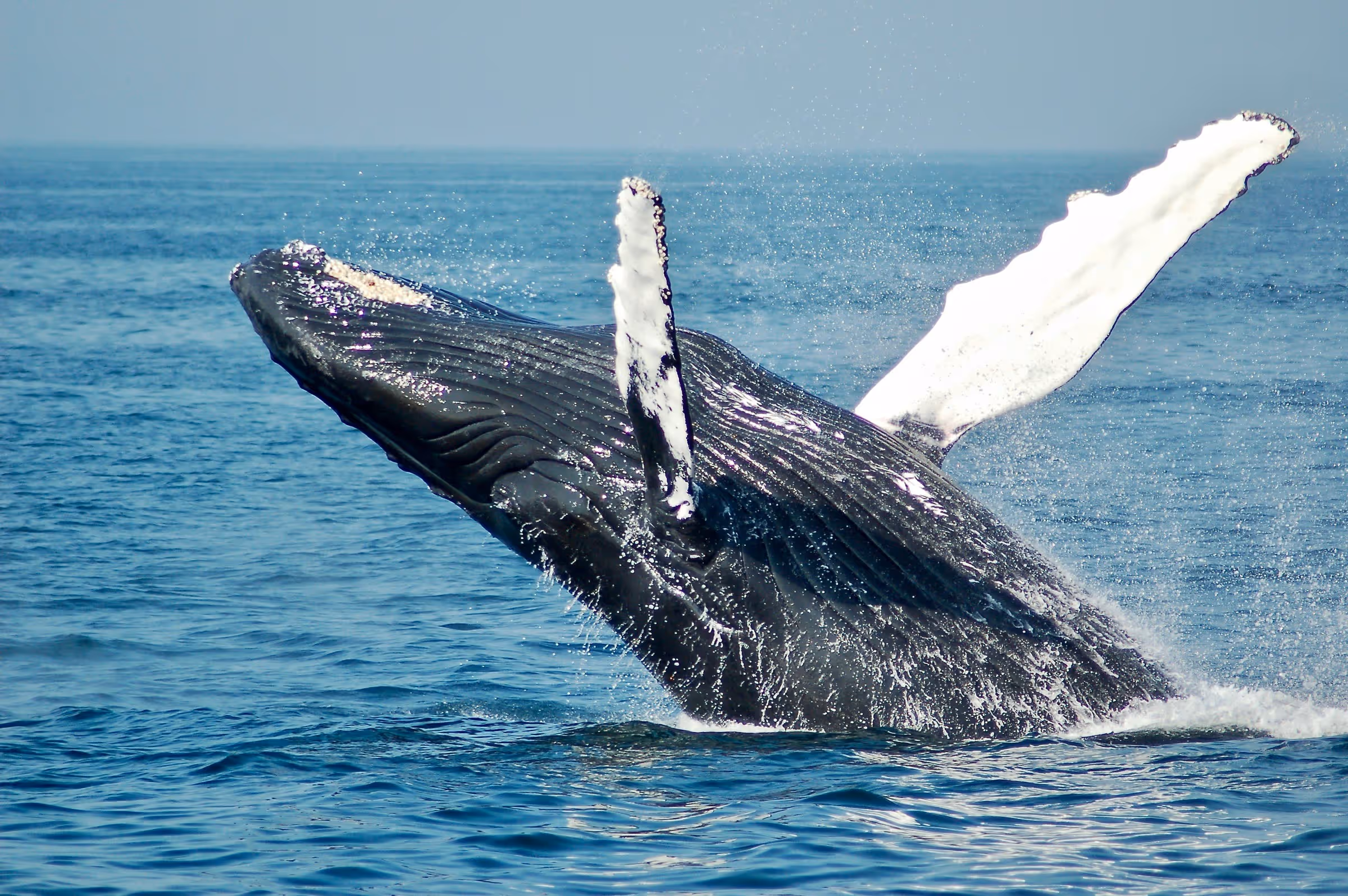 Vista aérea de la costa con avistaje de ballenas