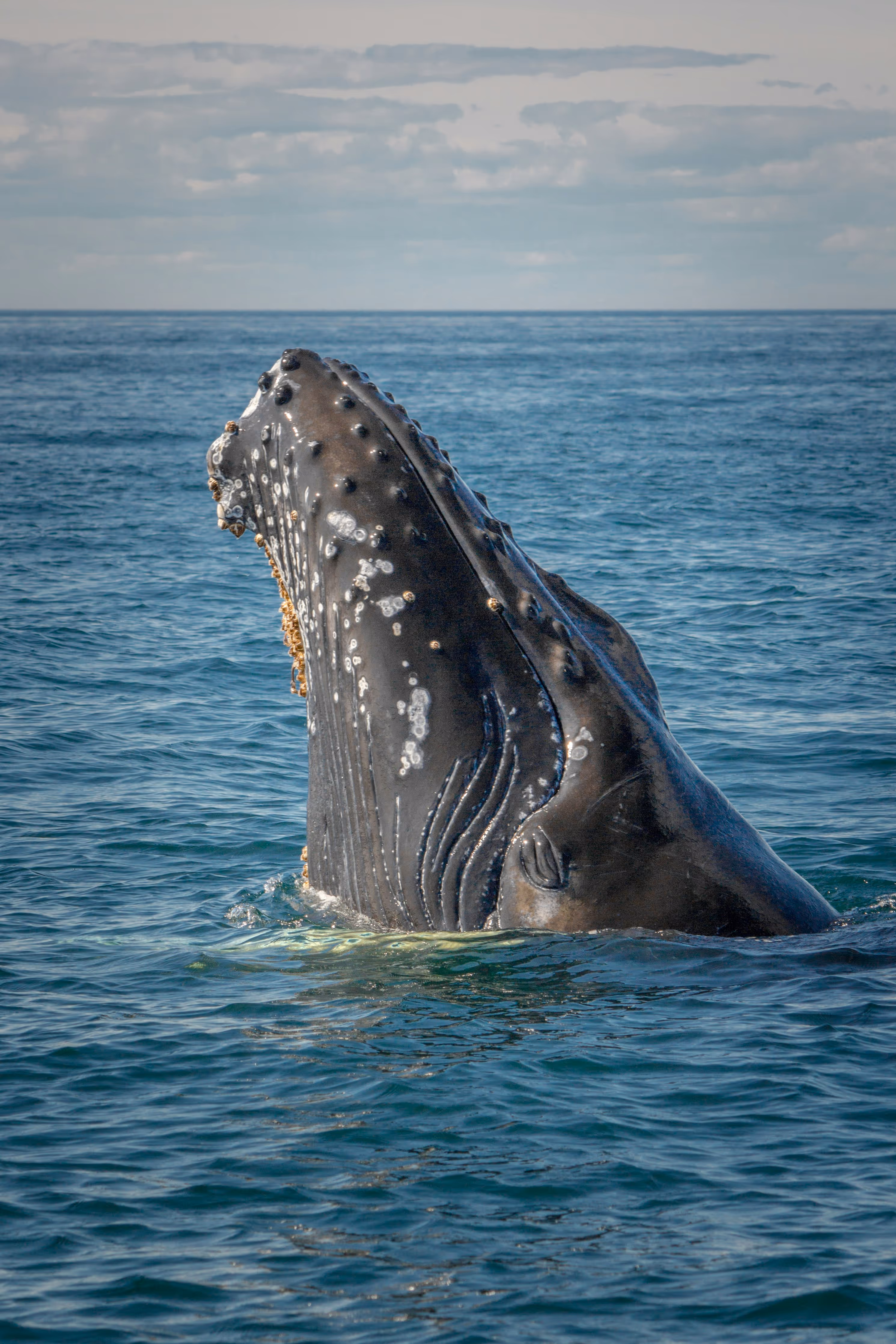 Ballena jorobada saltando en el mar