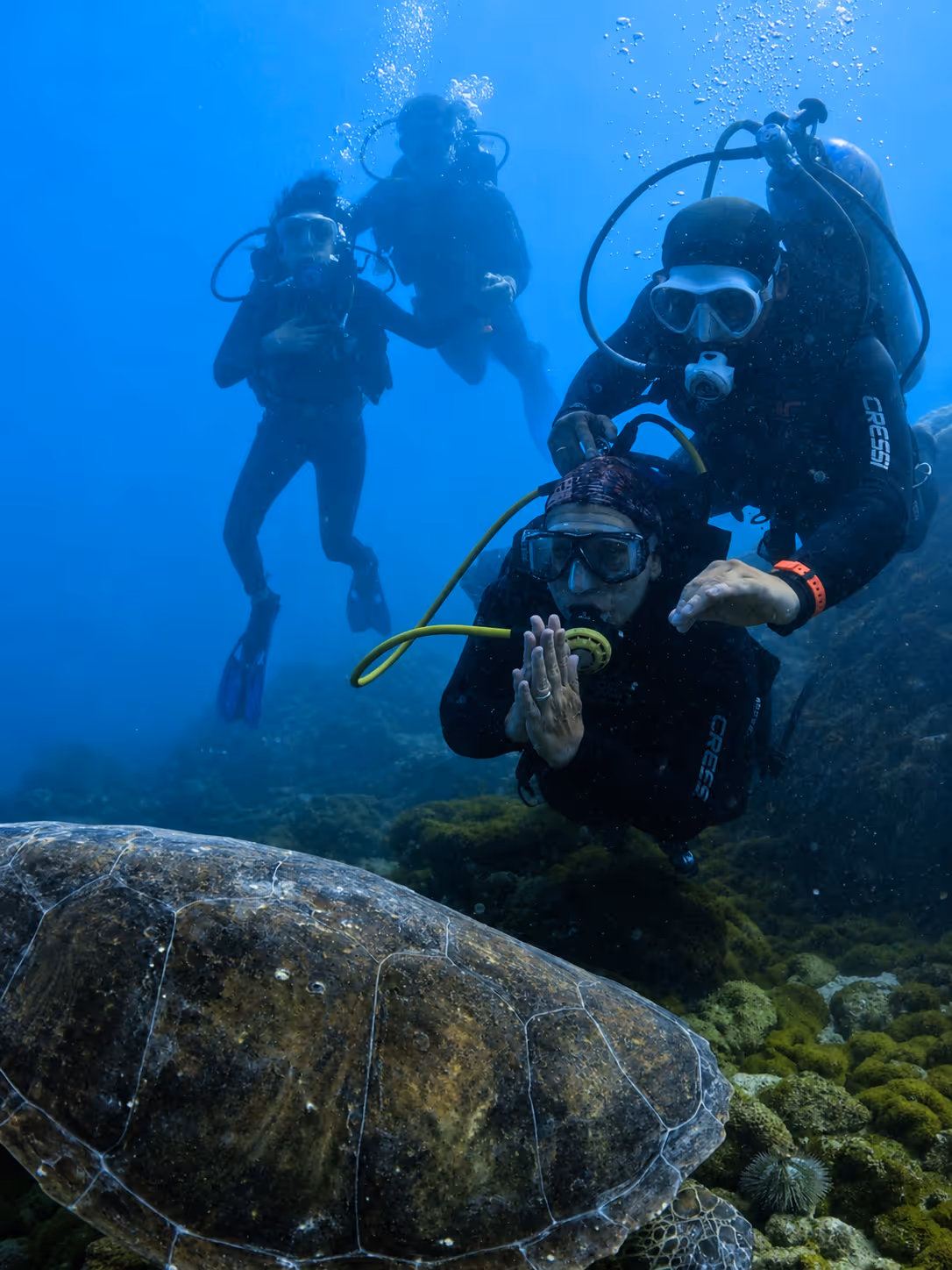 Buzo nadando entre cardumen de peces amarillos sobre coral