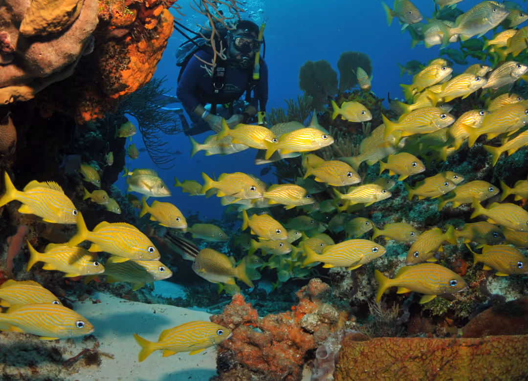 Buzo nadando entre cardumen de peces amarillos sobre coral