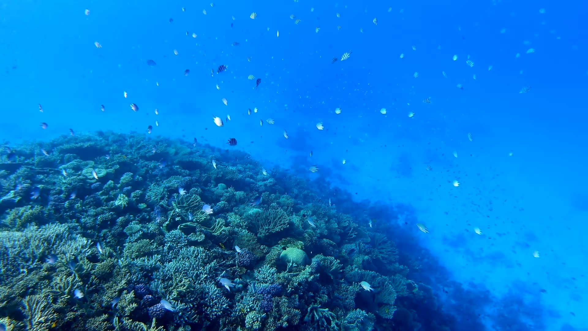 Vista aérea de Arraial do Cabo, mar turquesa cristalino con una persona nadando junto a una tortuga marina