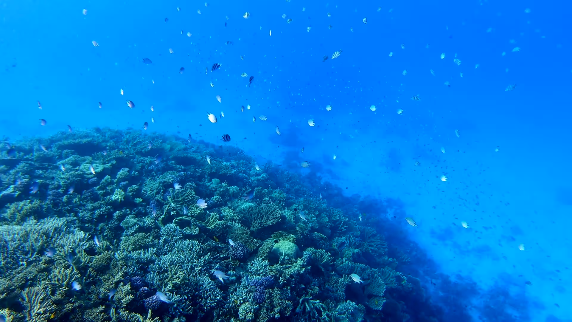 Vista aérea de Arraial do Cabo, mar turquesa cristalino con una persona nadando junto a una tortuga marina