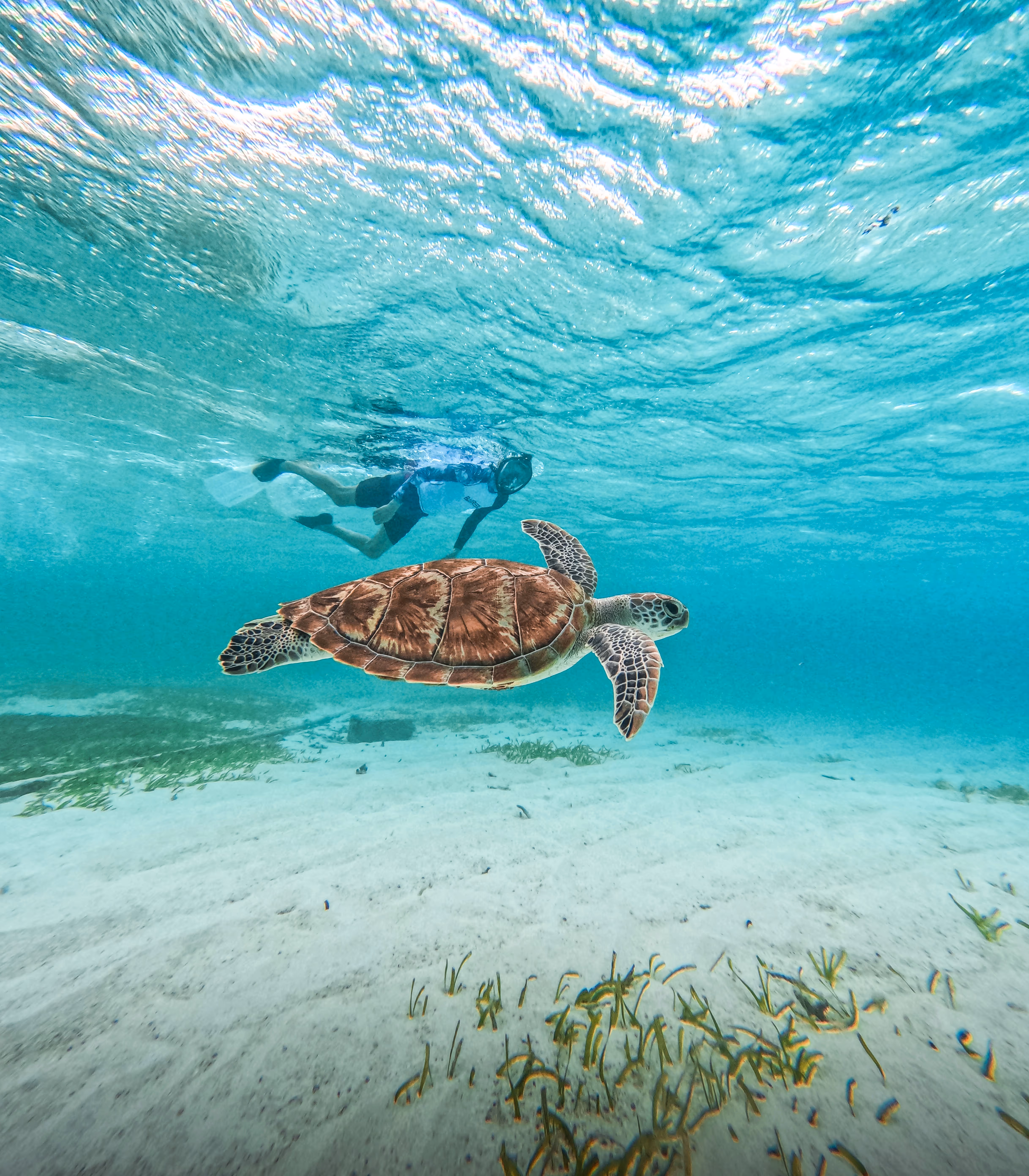 Una tortuga marina y un buceador haciendo señal de paz bajo el agua