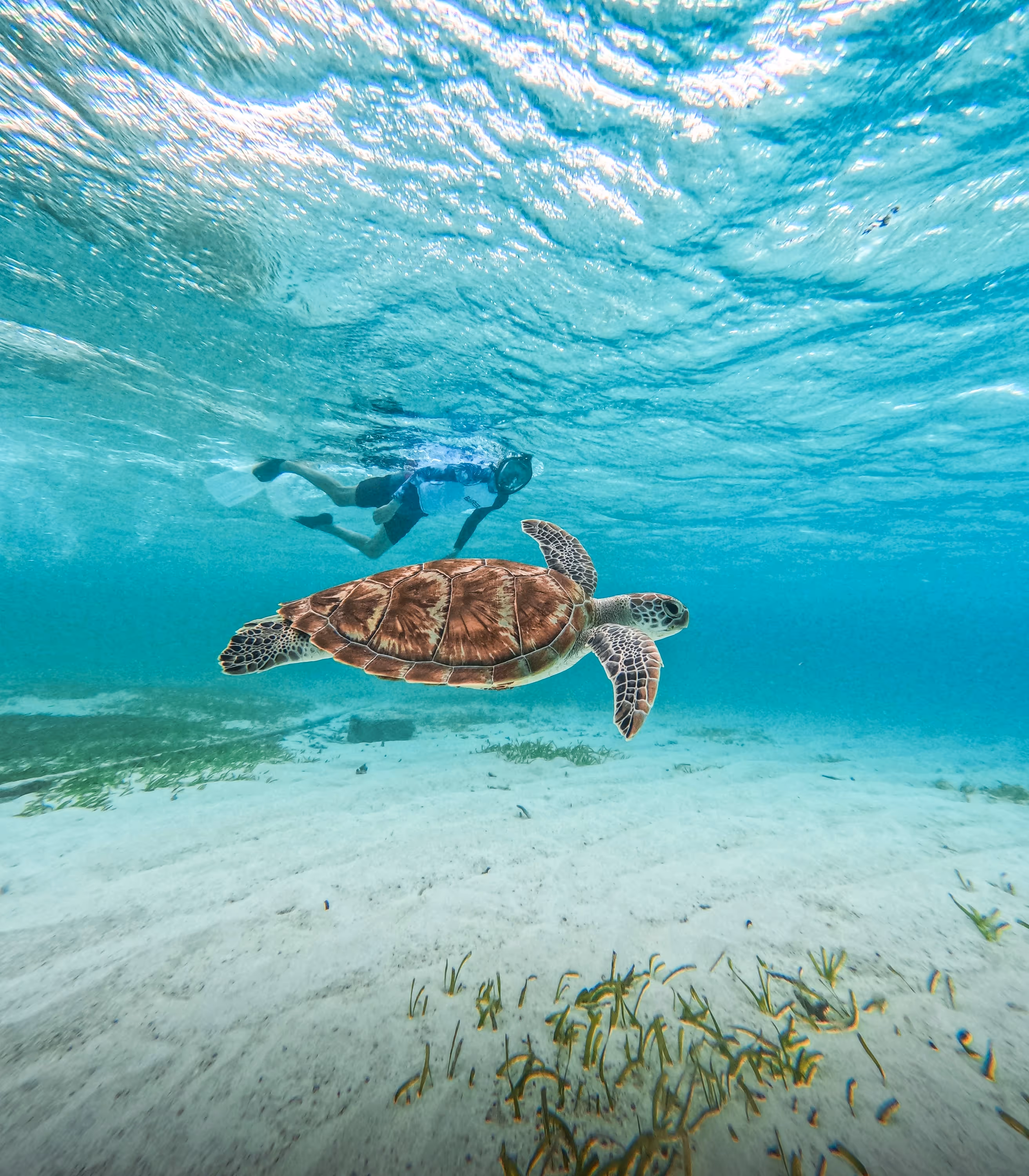 Una tortuga marina y un buceador haciendo señal de paz bajo el agua