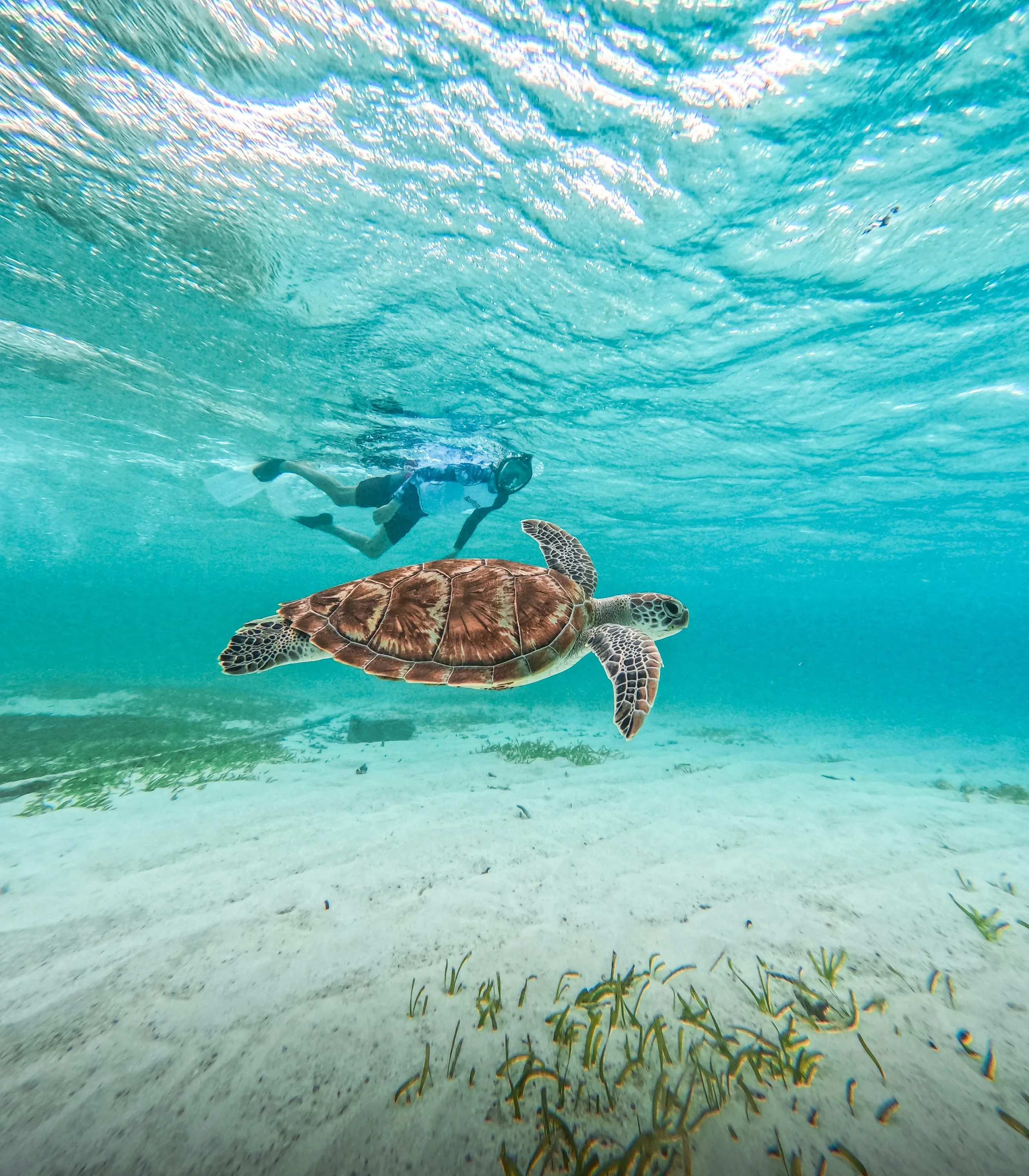 Una tortuga marina y un buceador haciendo señal de paz bajo el agua