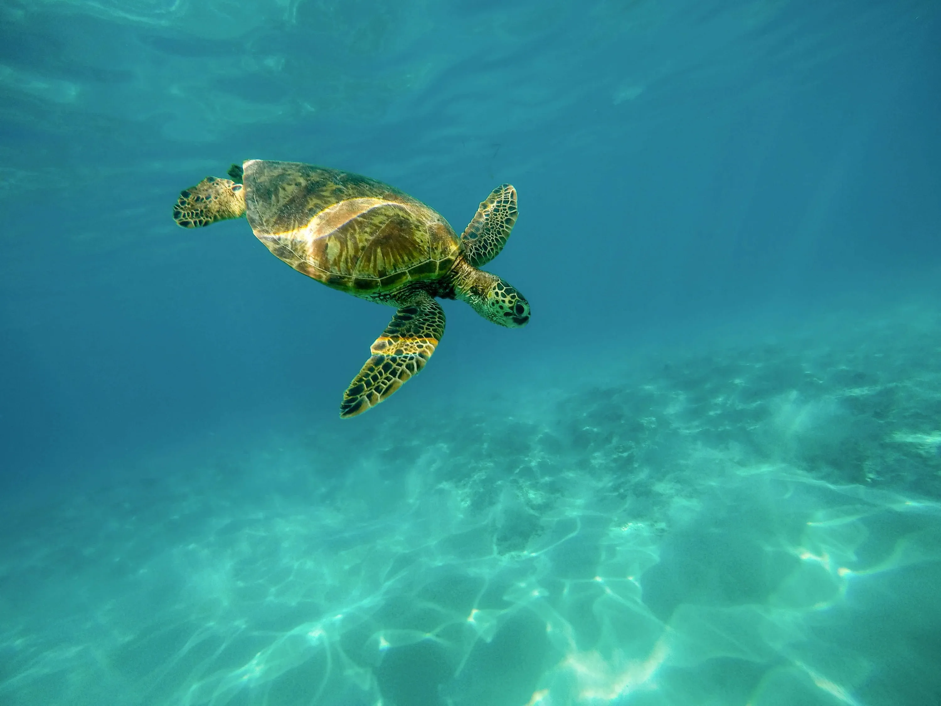 Tortuga marina nadando cerca del fondo arenoso en aguas cristalinas