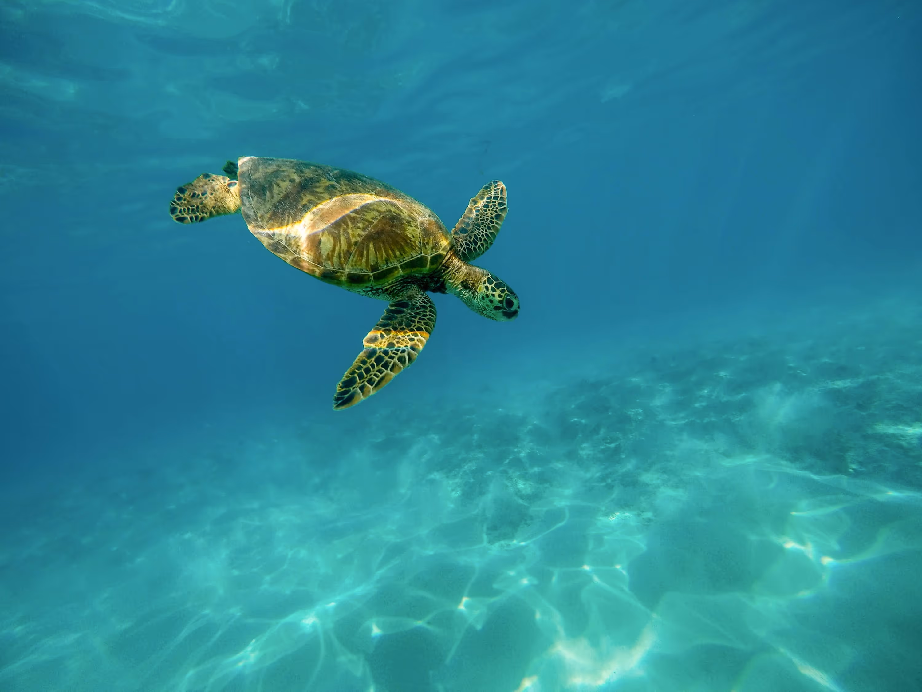 Tortuga marina nadando cerca del fondo arenoso en aguas cristalinas