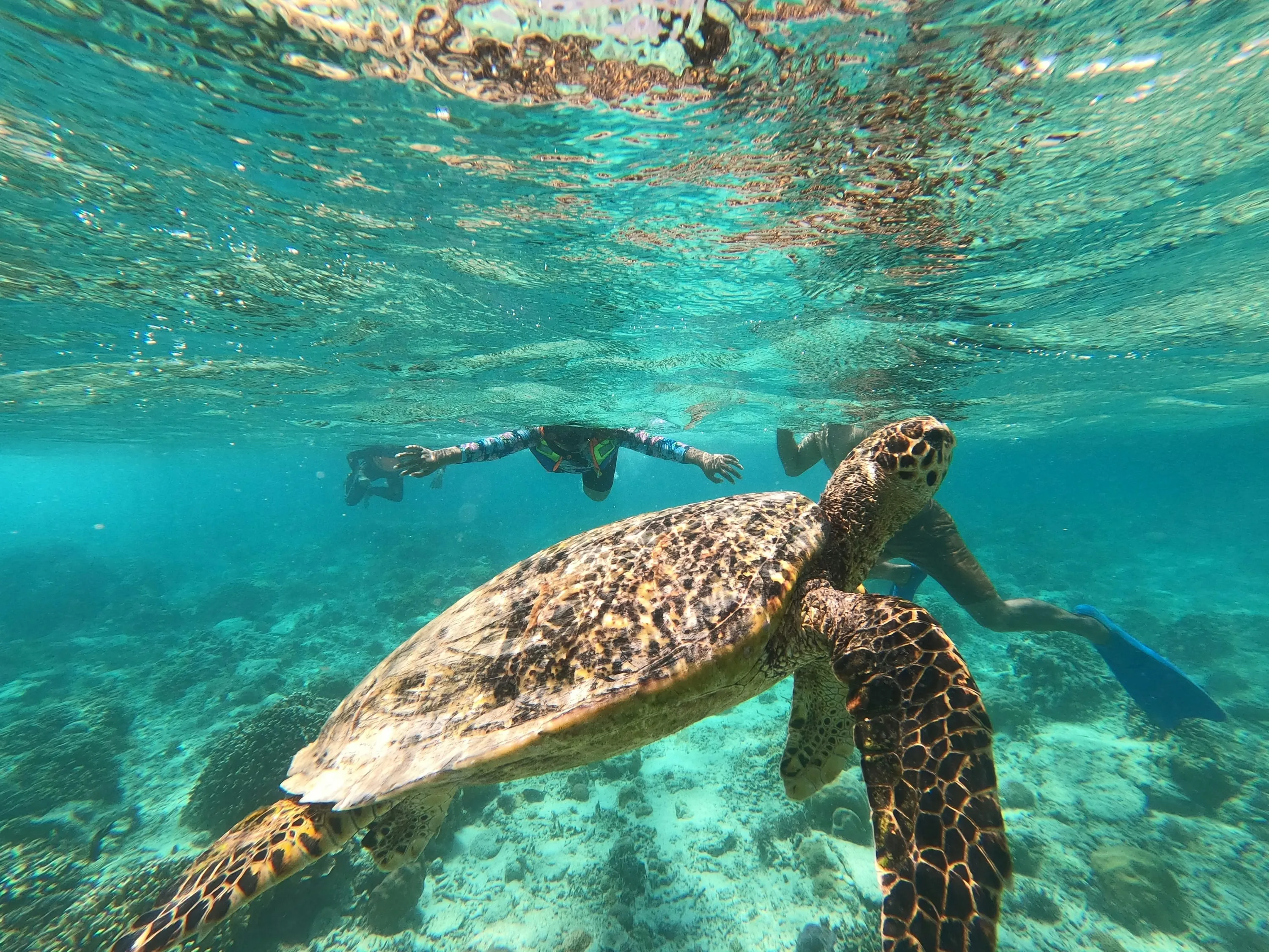 Tortuga marina en Arraial do Cabo